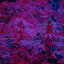 Buddha's Dealer - Single