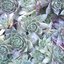 Cambium