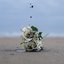 ROSES WILT