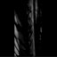With Black Branches​.​. Scars and Wounds, The Painful Memories​.​.​.