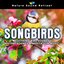 Songbirds: Soothing Bird Sounds - Nature Sounds & Meditation Music