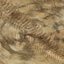 Rhizome Of The Lost Steps