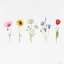 Wildflower - Single