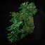 The Irish Roar