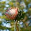Blossom Theory