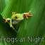 Frogs at Night