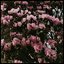 Discography 2016-2017