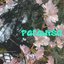 Paradise - Single