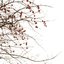The Apple Tree