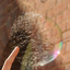 thorn_in_bubble 的头像