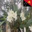 Guinea Canticle