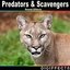 Predators & Scavengers Sound Effects