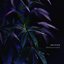 Kind of Blue - EP