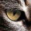 Avatar for Serge2702