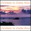 Crickets in Costa Rica