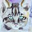 Call of the Last Wildcat - Single