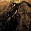 Fossiliferous Sedimentary