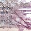 3月2日、桜色。