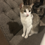 Avatar for endserenading71