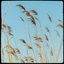 Marram