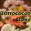 Burrocacao Rosa