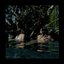 Anima - Single