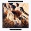 A Day with Petit Biscuit: SUNRISE (DJ Mix)