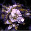 Anthea Ep