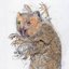 Mongoose [Explicit]