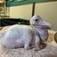 baby pelican