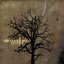 The Cottonwood Cutups