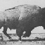Goatwisperer 的头像