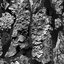 Antiquity - Single