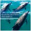 Relaxing Dolphins and Whales – Sounds of the Sea, Ocean, Waves, Underwater Ambience, Background for Sleep