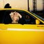 Lol - Single