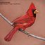 Old Crows / Young Cardinals (Bonus Track Version)