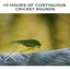 10 Hours of Continuous Cricket Sounds