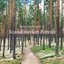 Relaxing Sounds of Scandinavian Forests