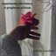 experiments, love letters, & prophecies of doom