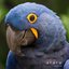 Arara