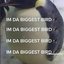 Da biggest bird