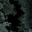 Forest Floor