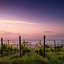 Valse Delle Vigne