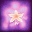 Teardrop Star