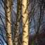 Silver Birch Serenade
