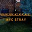 NYC Stray