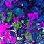 Roses Exodus
