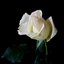 White Roses - Single