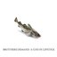 A Cod In Lipstick