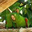 Sonidos Mágicos de Aves Exóticas